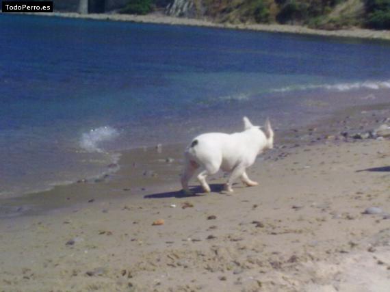 La foto del perro
