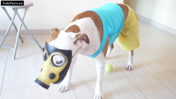 La foto del perro
