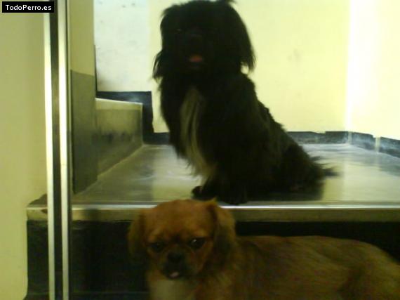La foto del perro