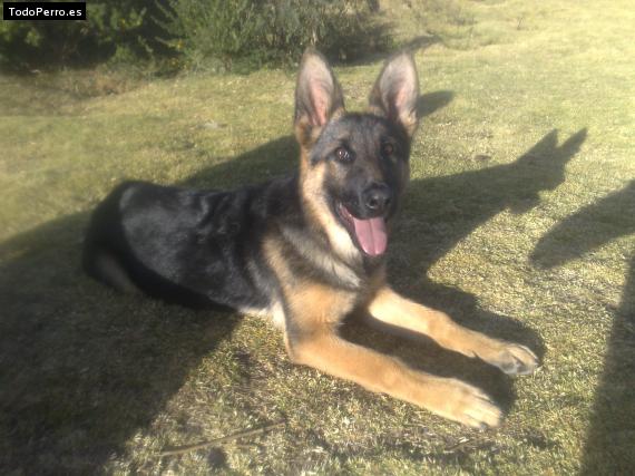 La foto del perro