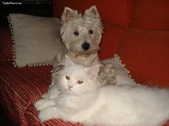 La foto del perro