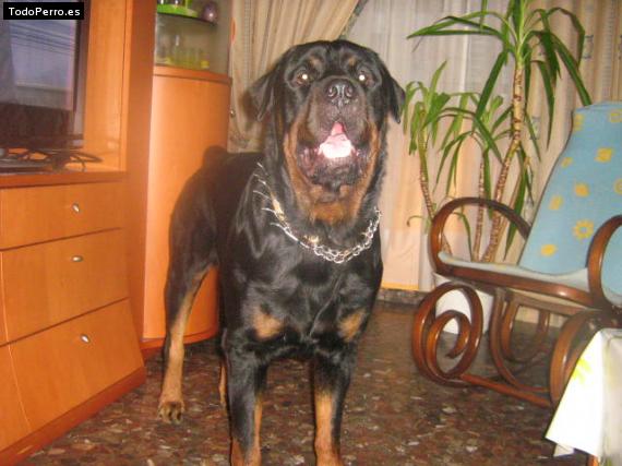La foto del perro