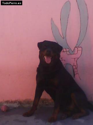 La foto del perro