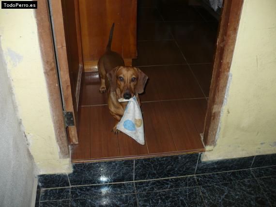La foto del perro