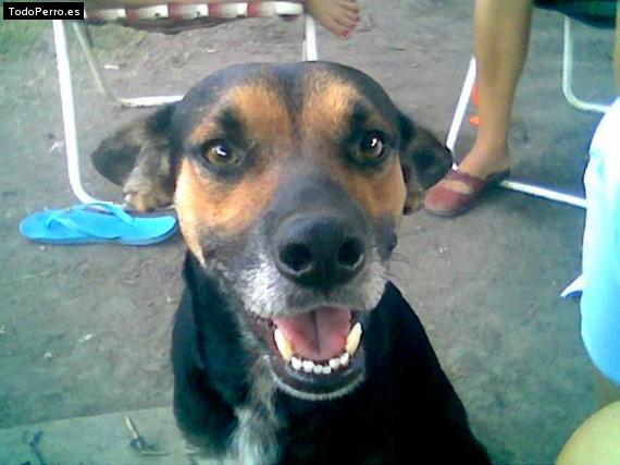 La foto del perro