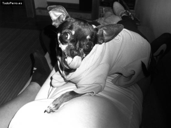 La foto del perro