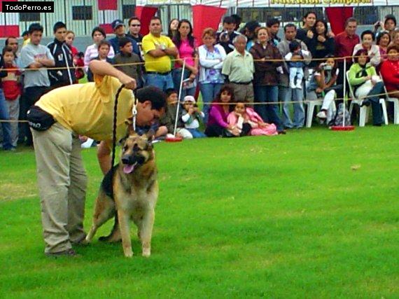 La foto del perro