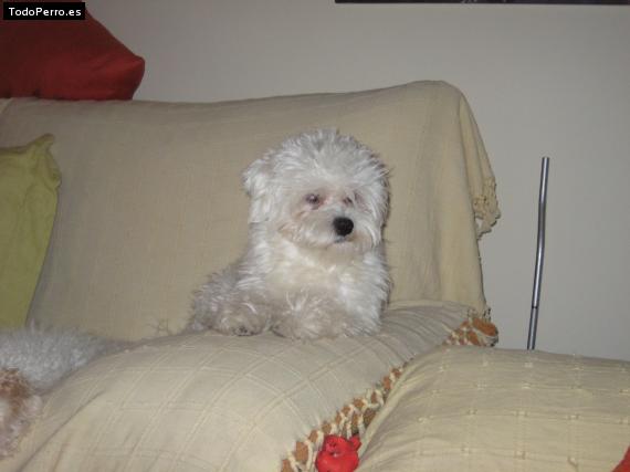 La foto del perro