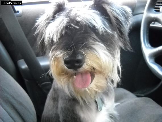 La foto del perro