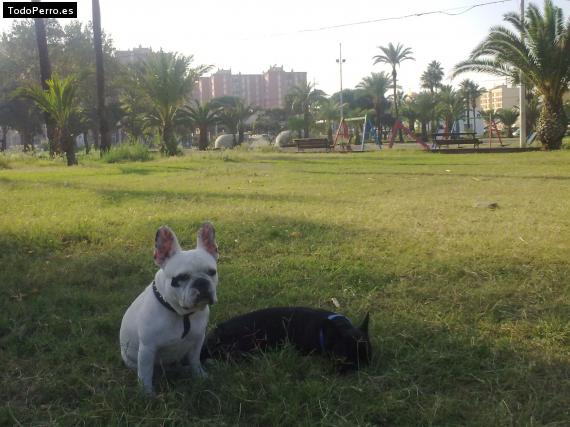 La foto del perro