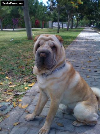 La foto del perro