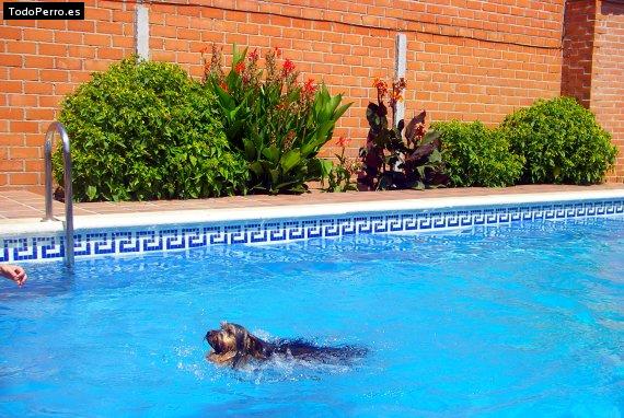 La foto del perro
