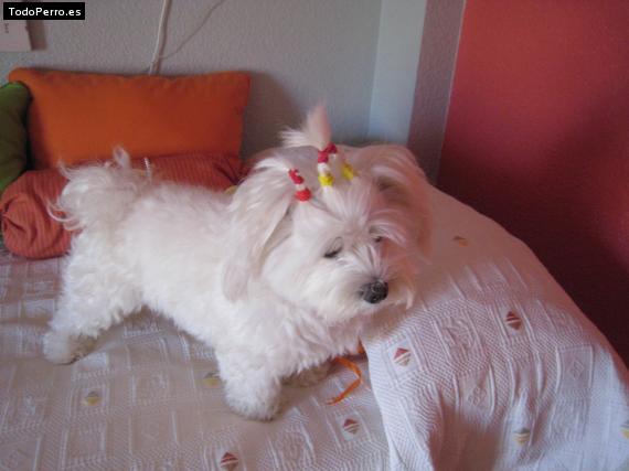 La foto del perro