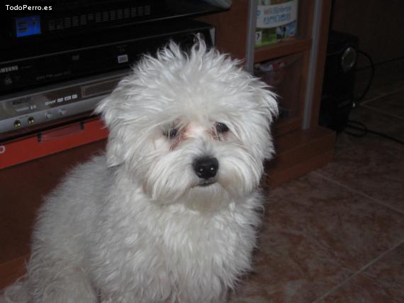 La foto del perro