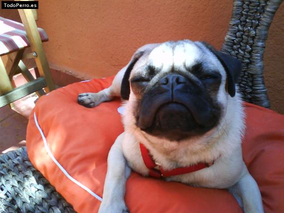 La foto del perro