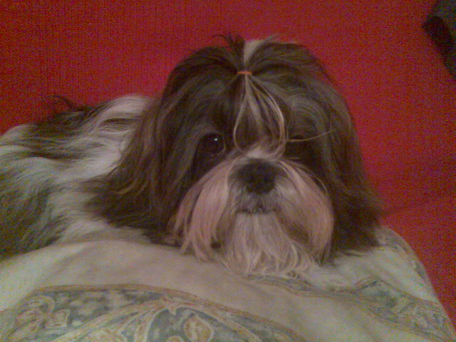La foto del perro
