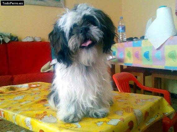 La foto del perro