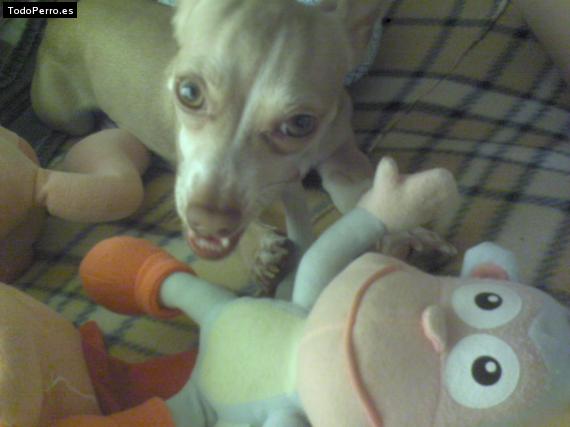 La foto del perro