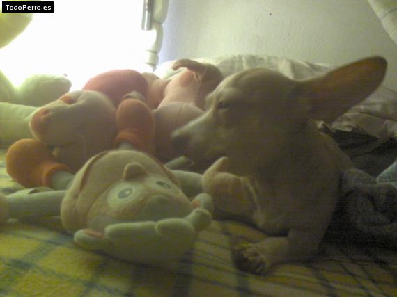La foto del perro