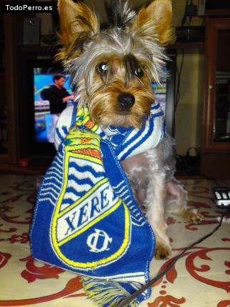 La foto del perro