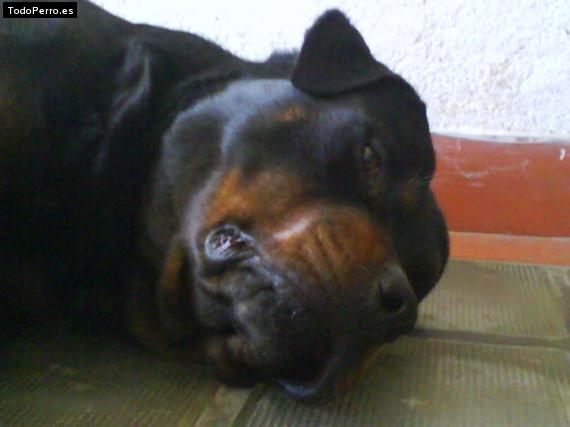 La foto del perro