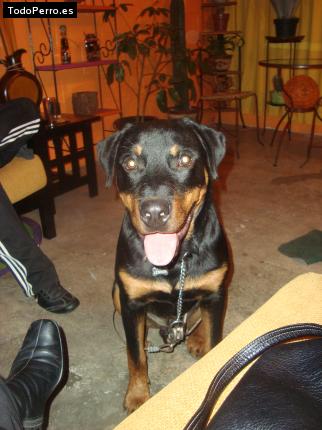 La foto del perro