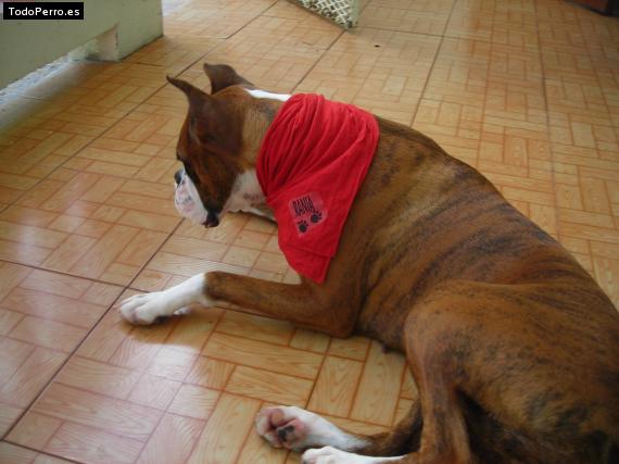 La foto del perro