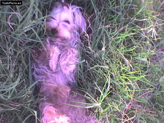 La foto del perro