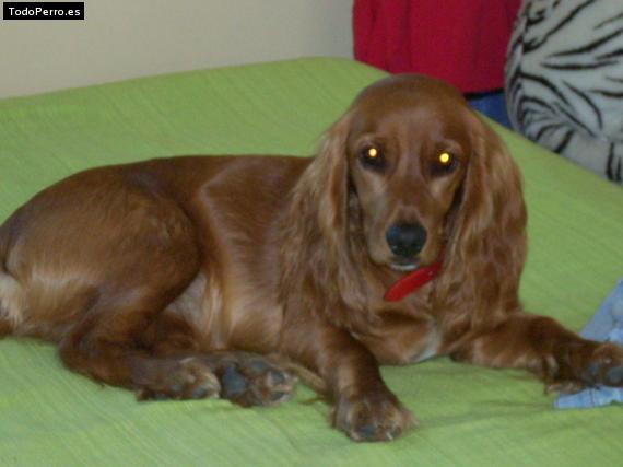 La foto del perro