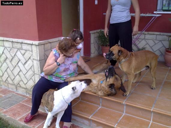 La foto del perro