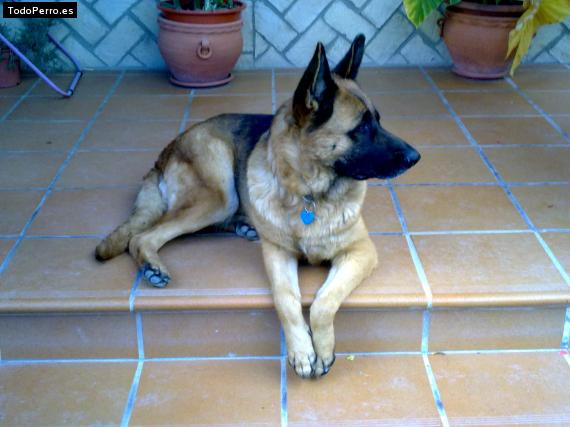 La foto del perro
