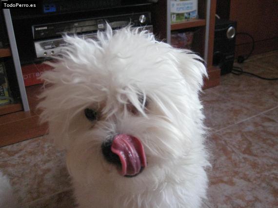 La foto del perro
