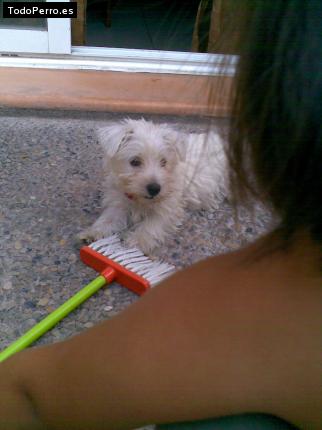 La foto del perro