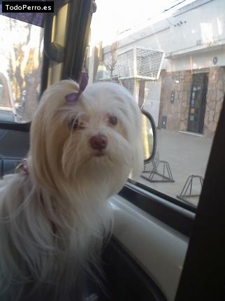 La foto del perro