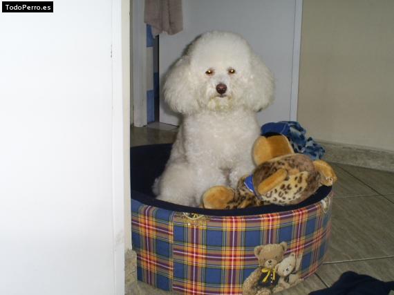 La foto del perro
