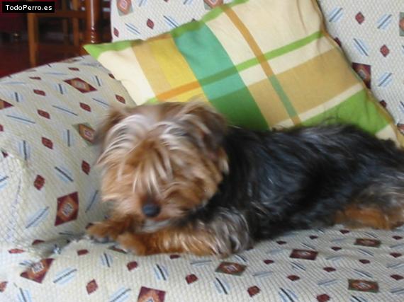 La foto del perro