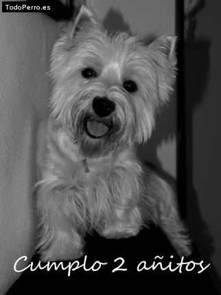 La foto del perro
