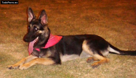 La foto del perro