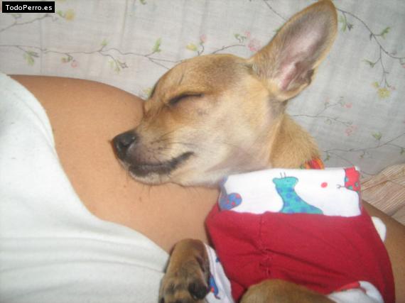 La foto del perro