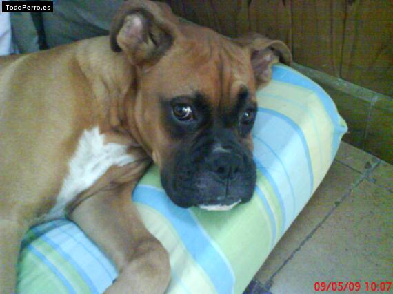 La foto del perro