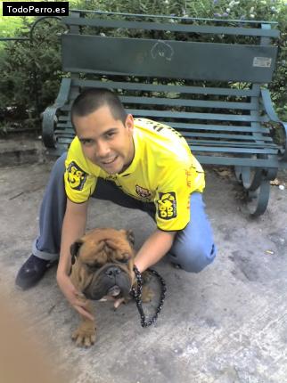 La foto del perro