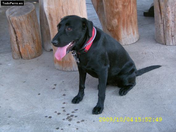 La foto del perro