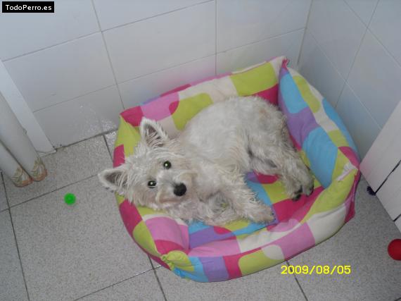 La foto del perro