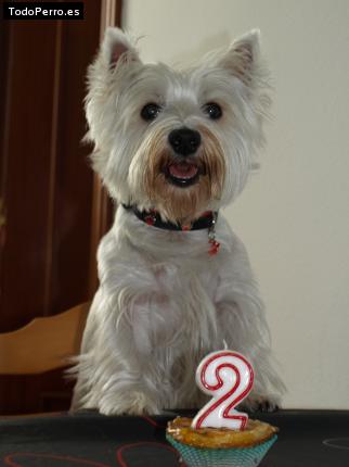 La foto del perro