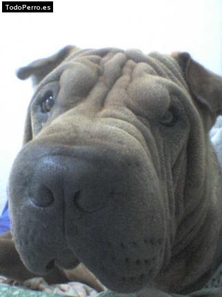 La foto del perro