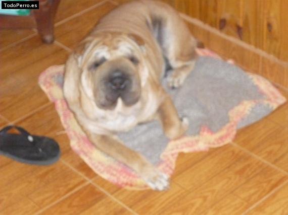 La foto del perro