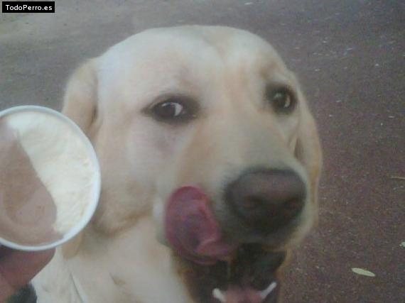 La foto del perro