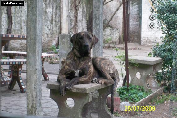 La foto del perro