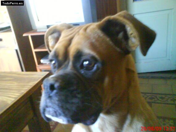 La foto del perro