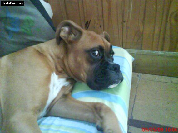 La foto del perro